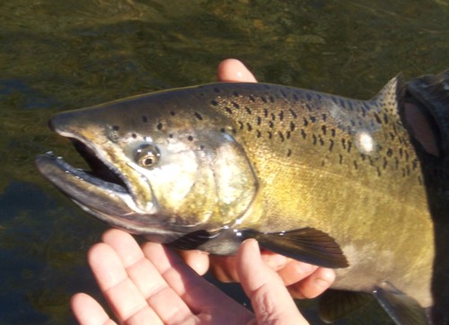 Fall Chinook salmon fishing on the Klamath River near Hornbrook, California